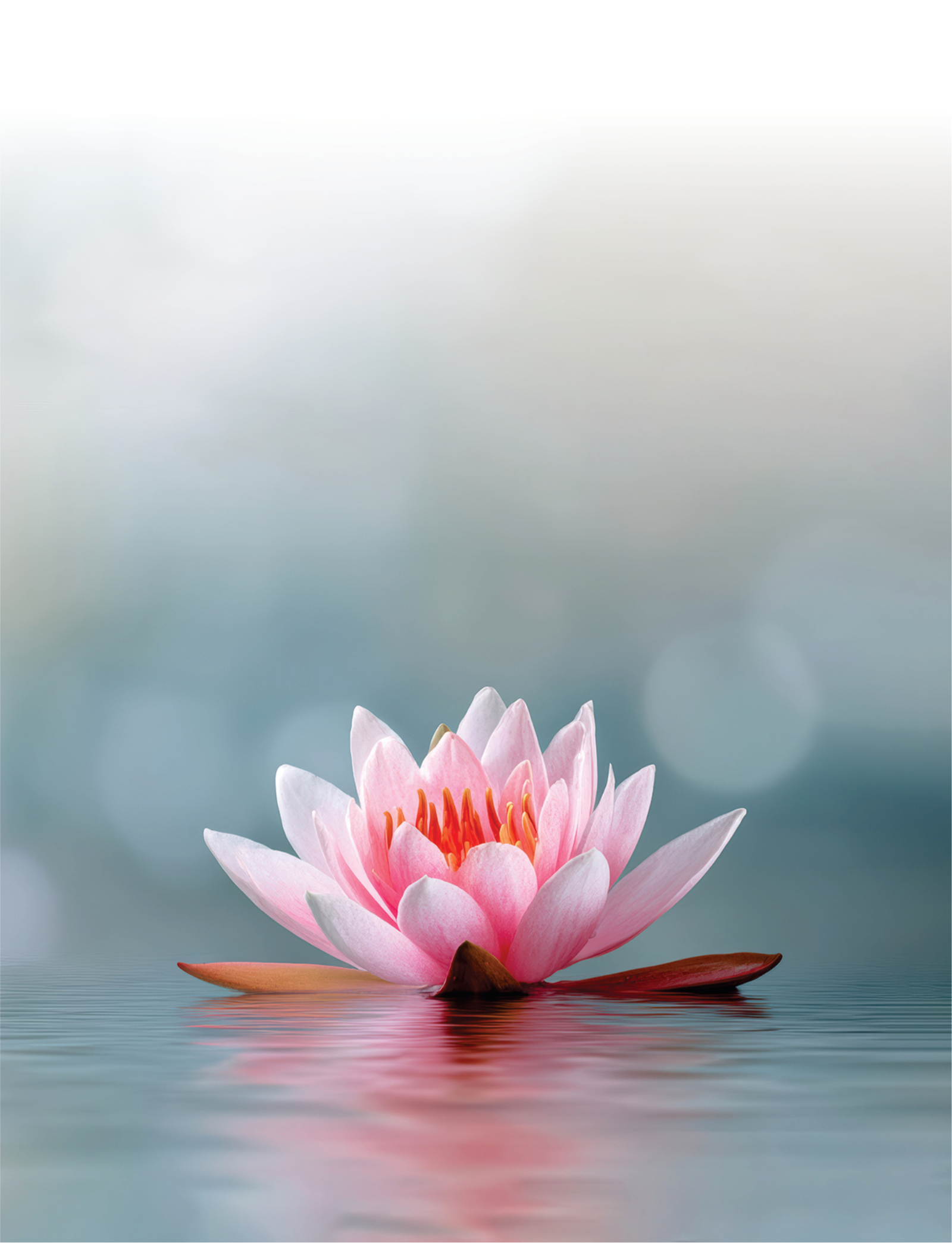 Lotus floating on calm water